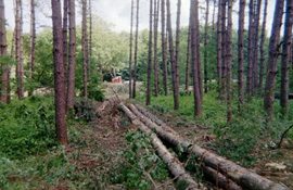 Forest Management