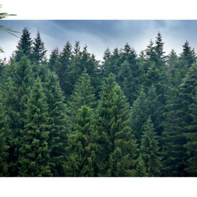 Evergreen Pack
