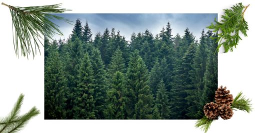 Evergreen Pack