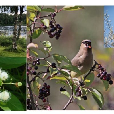 Wetland Pack