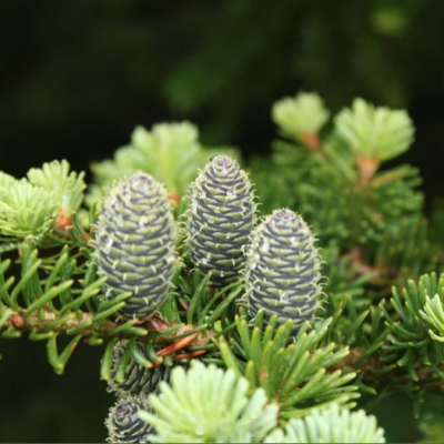 Fir, Balsam