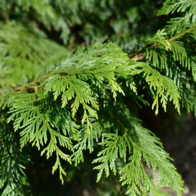 Cedar, Red