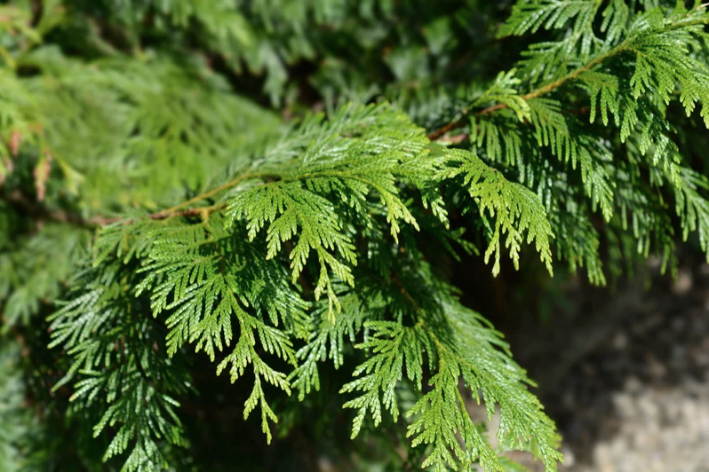 Cedar, Red