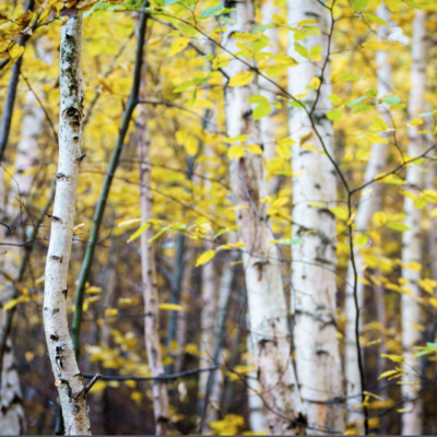 Birch, Yellow