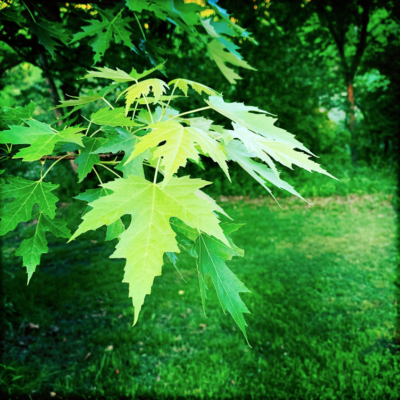 Maple, Silver