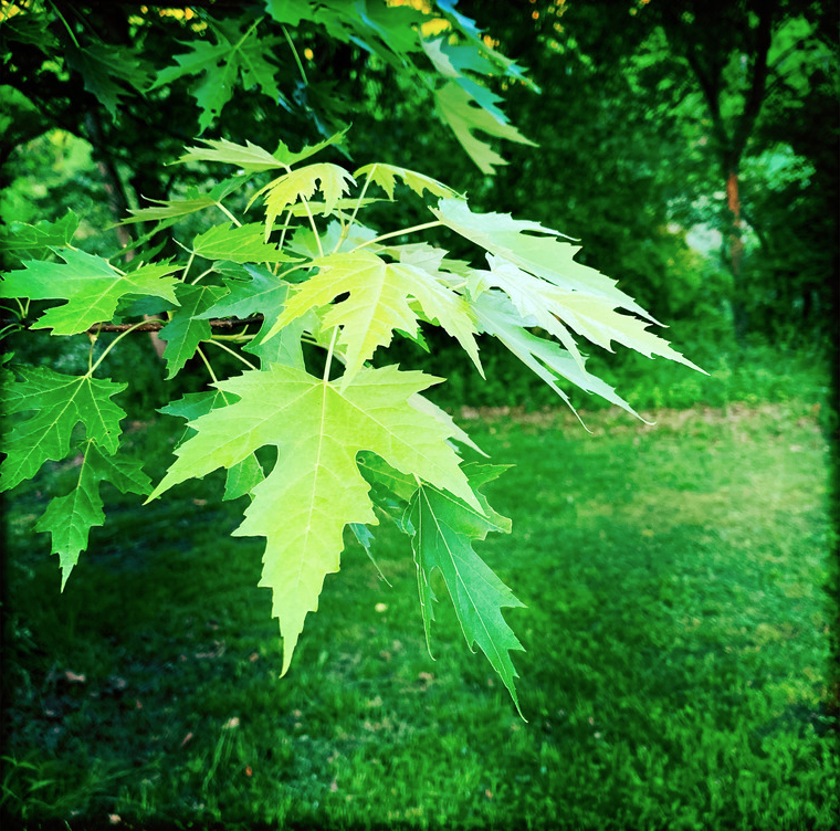 Maple, Silver