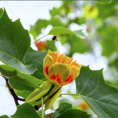 Poplar, Tulip