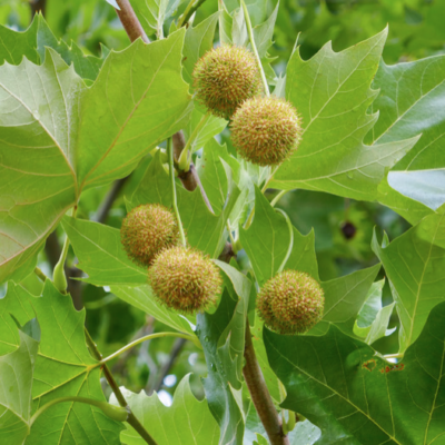 Sycamore